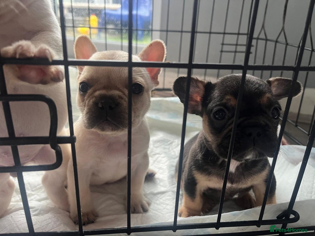 French Bulldog dogs for sale: French bulldog puppies  - Image 19