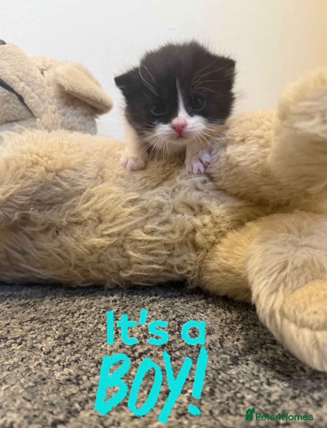 Scottish Fold cats for sale: ScottFord and British longhair  - Image 3