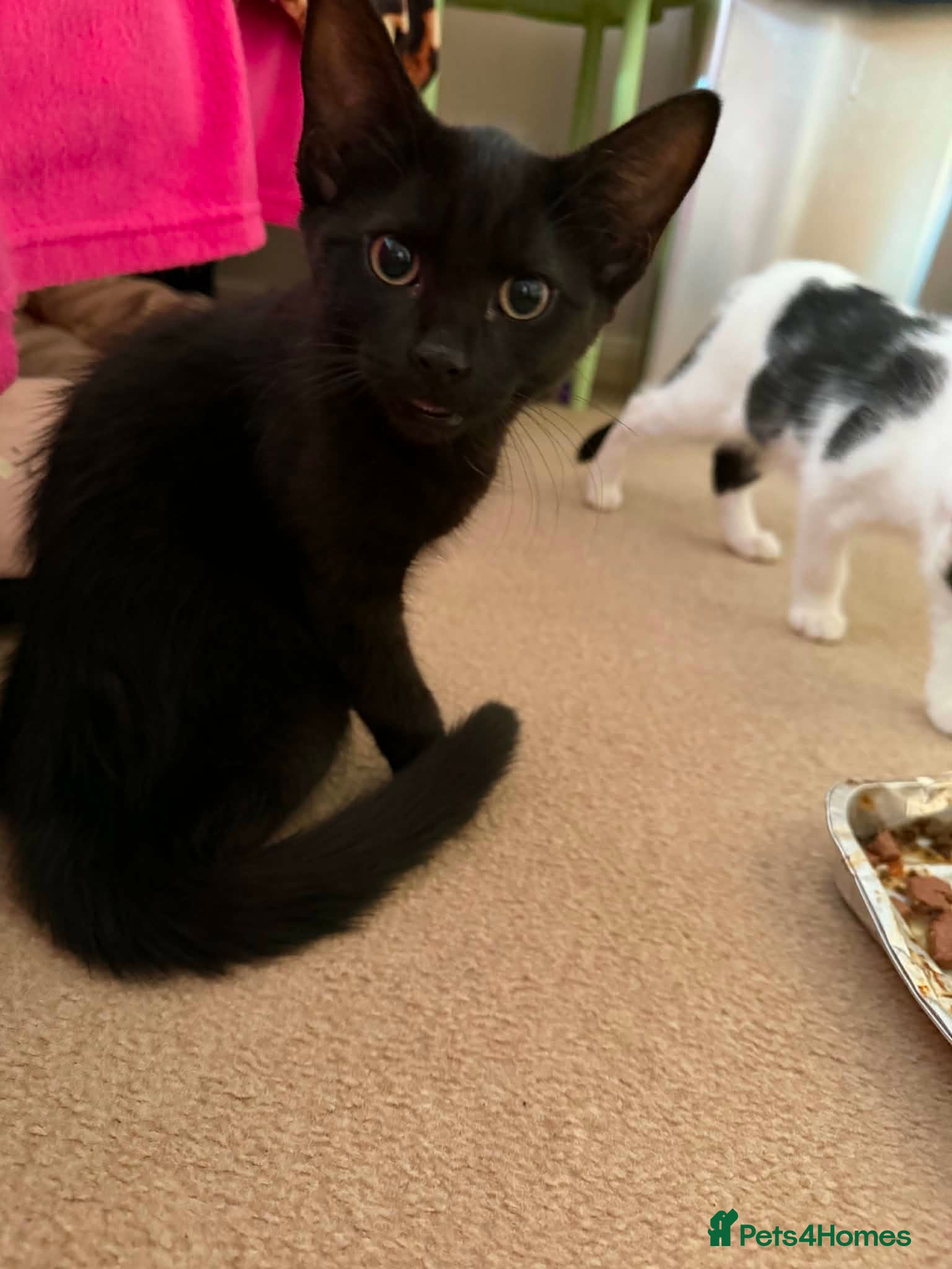 Mixed Breed cats Boycie - Taverham Norfolk  - Advert 1