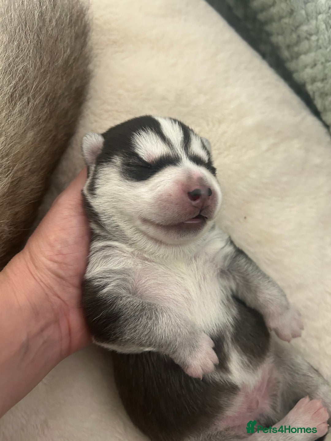 Siberian Husky dogs for sale: 2 beautiful puppy’s  - Advert 2