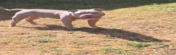 American Bully dogs for sale: Pocket bully For sale through no fault of his own in Doncaster - Advert 3