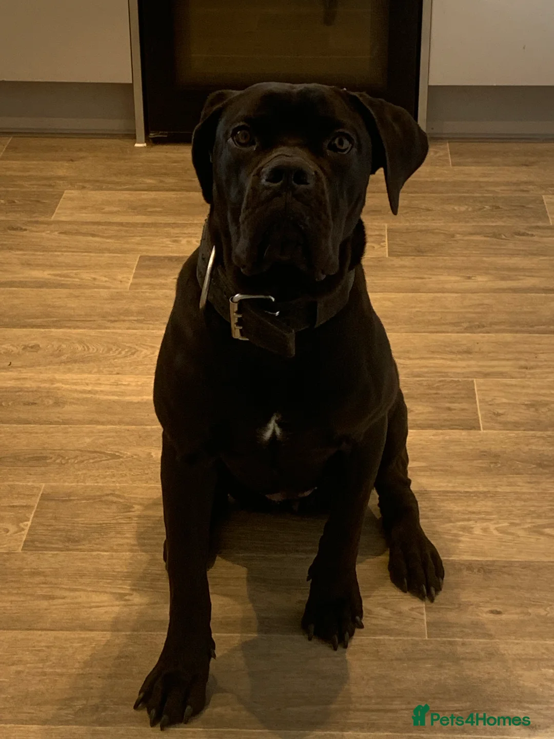 Cane Corso dogs for sale: FCI registered cane corso called comfort  - Advert 2