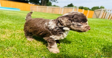 Cockapoo dogs - Advert 3