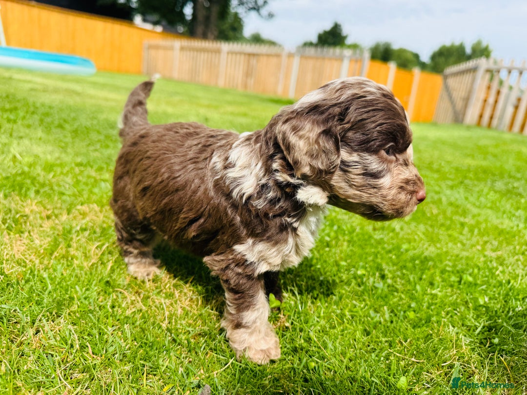 Cockapoo dogs for sale: Chocolate Merle Cockapoo Babies 🐾🐾🐾 - Image 3