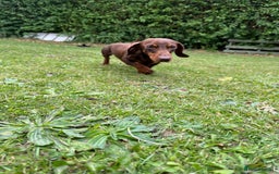 Miniature Dachshund dogs for stud: TINY KC REG HEREDITARY PRA CLEAR PROVEN in Pontefract - Image 1