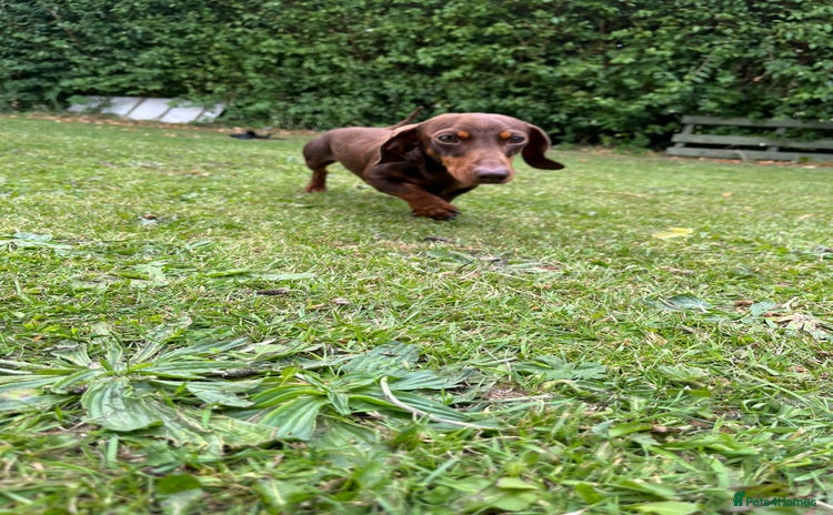 Miniature Dachshund dogs in Pontefract - Advert 15