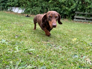 Miniature Dachshund dogs TINY KC REG HEREDITARY PRA CLEAR PROVEN in Pontefract - Advert 22