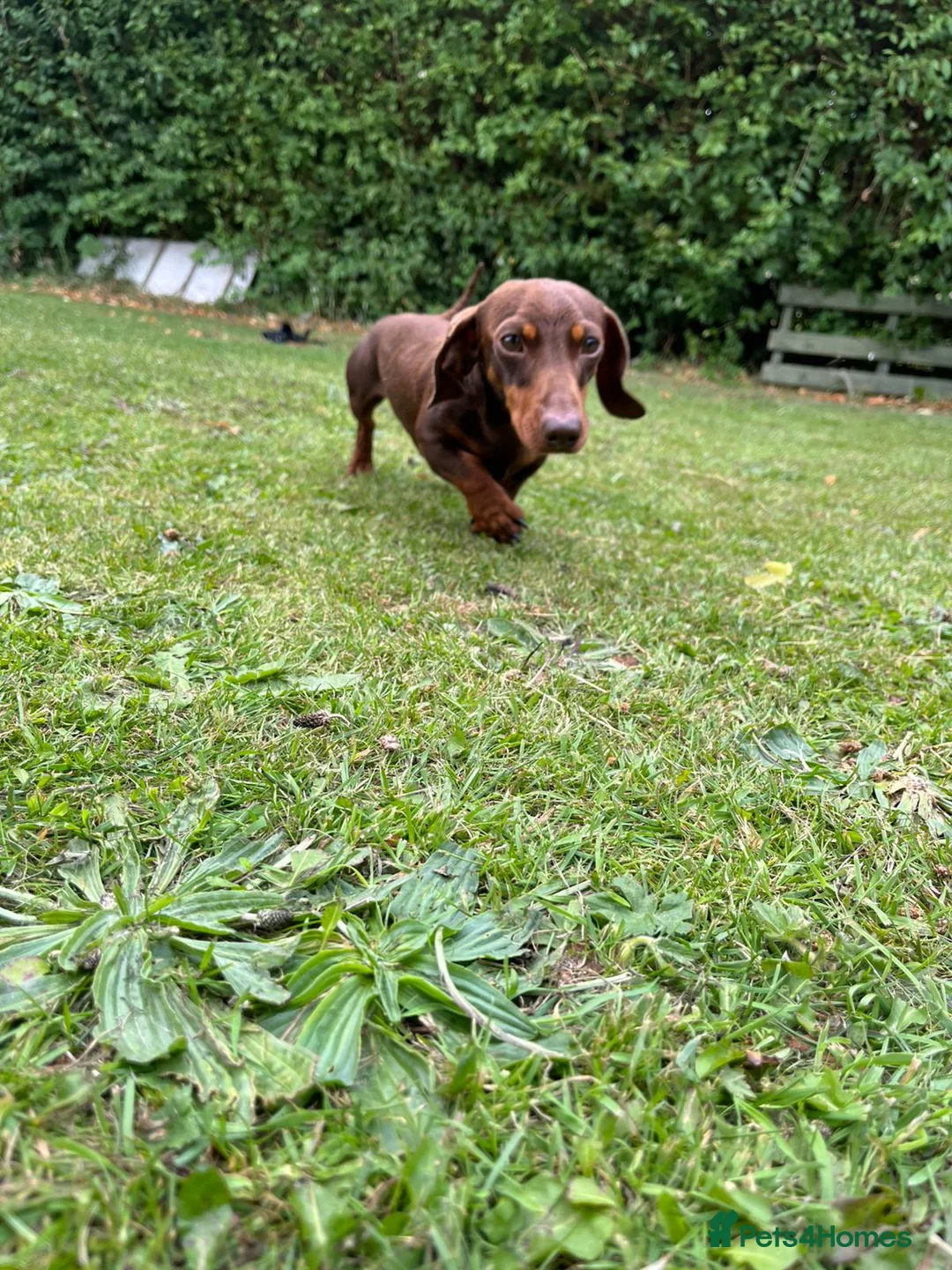 Miniature Dachshund dogs for stud: TINY KC REG HEREDITARY PRA CLEAR PROVEN in Pontefract - Advert 1