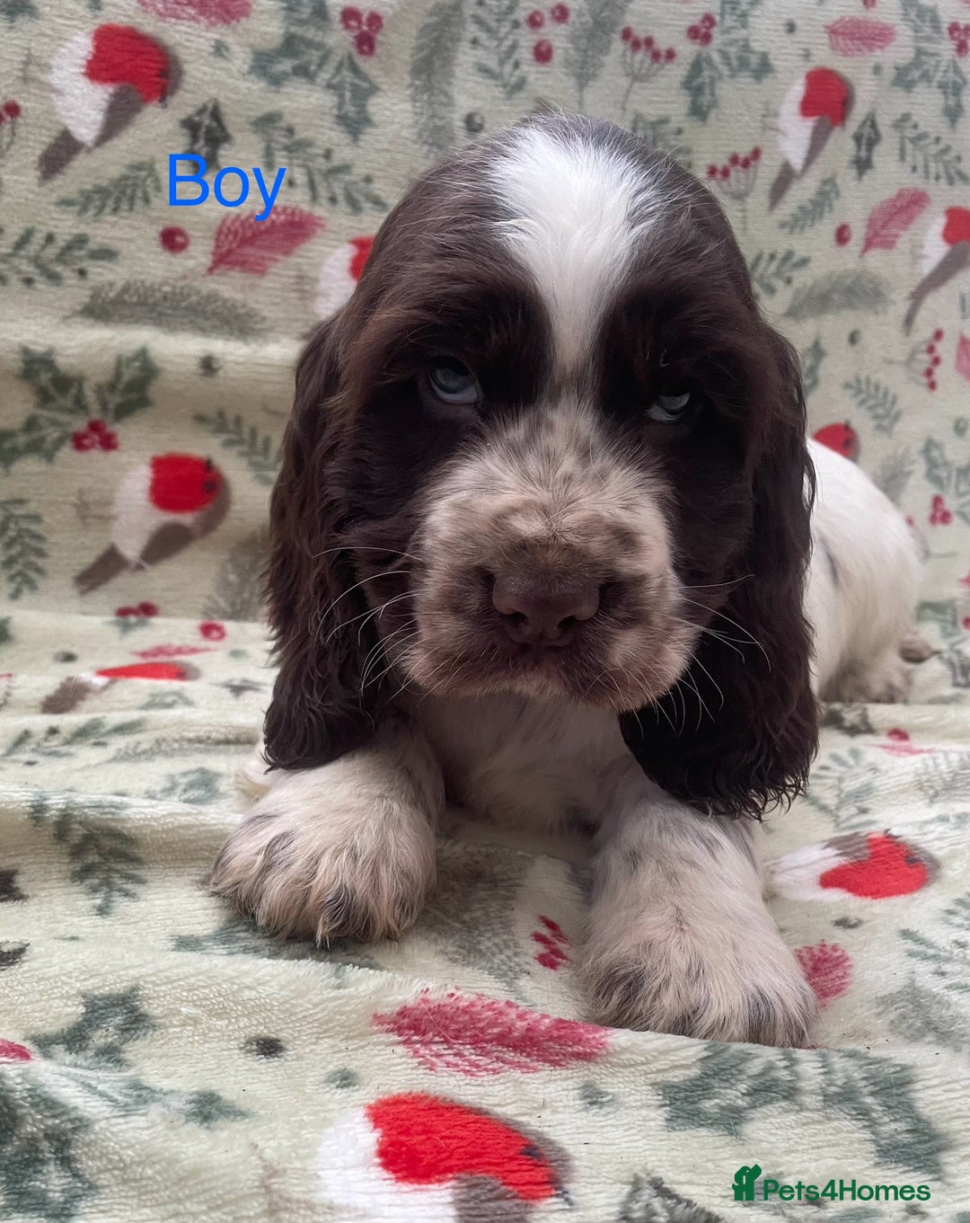 Cocker Spaniel dogs for sale: Show cocker spaniels  - Advert 4