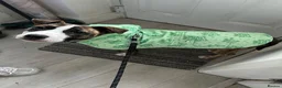 Staffordshire Bull Terrier dogs for sale: Tiger brindle Staff puppy - Advert 4