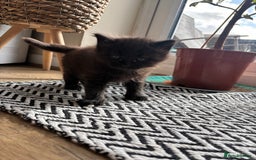 Maine Coon cats for sale: Half Maine coon kittens  - Image 7