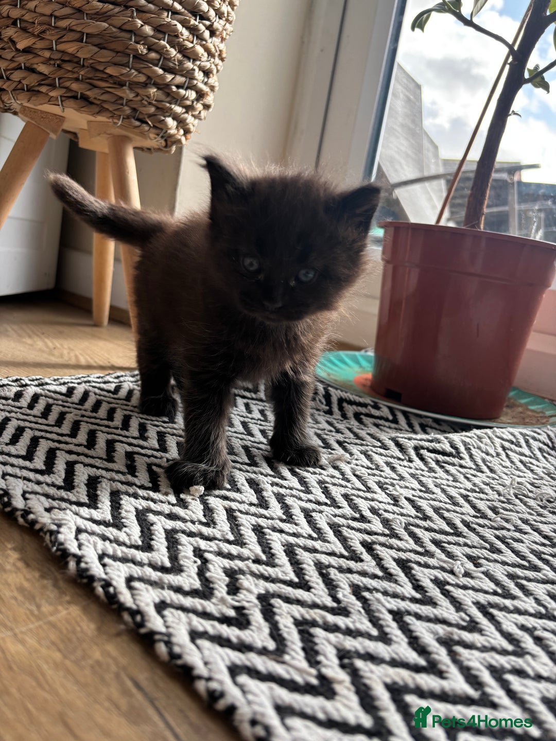 Maine Coon cats for sale: Half Maine coon kittens  - Image 7
