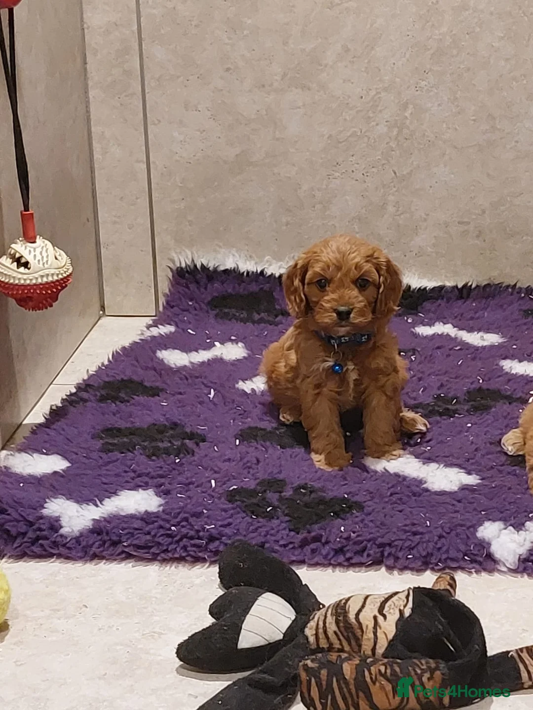 Cavapoo dogs for sale: F1 Cavapoo puppies 💝 - Advert 13