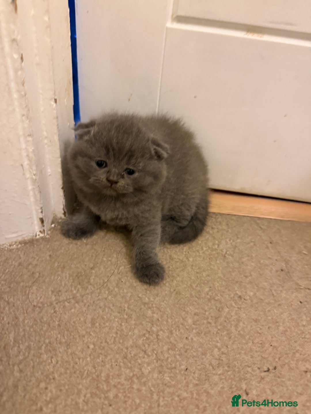 Scottish Fold cats for sale: Scottish fold&straight kittens ready for reservati - Advert 18