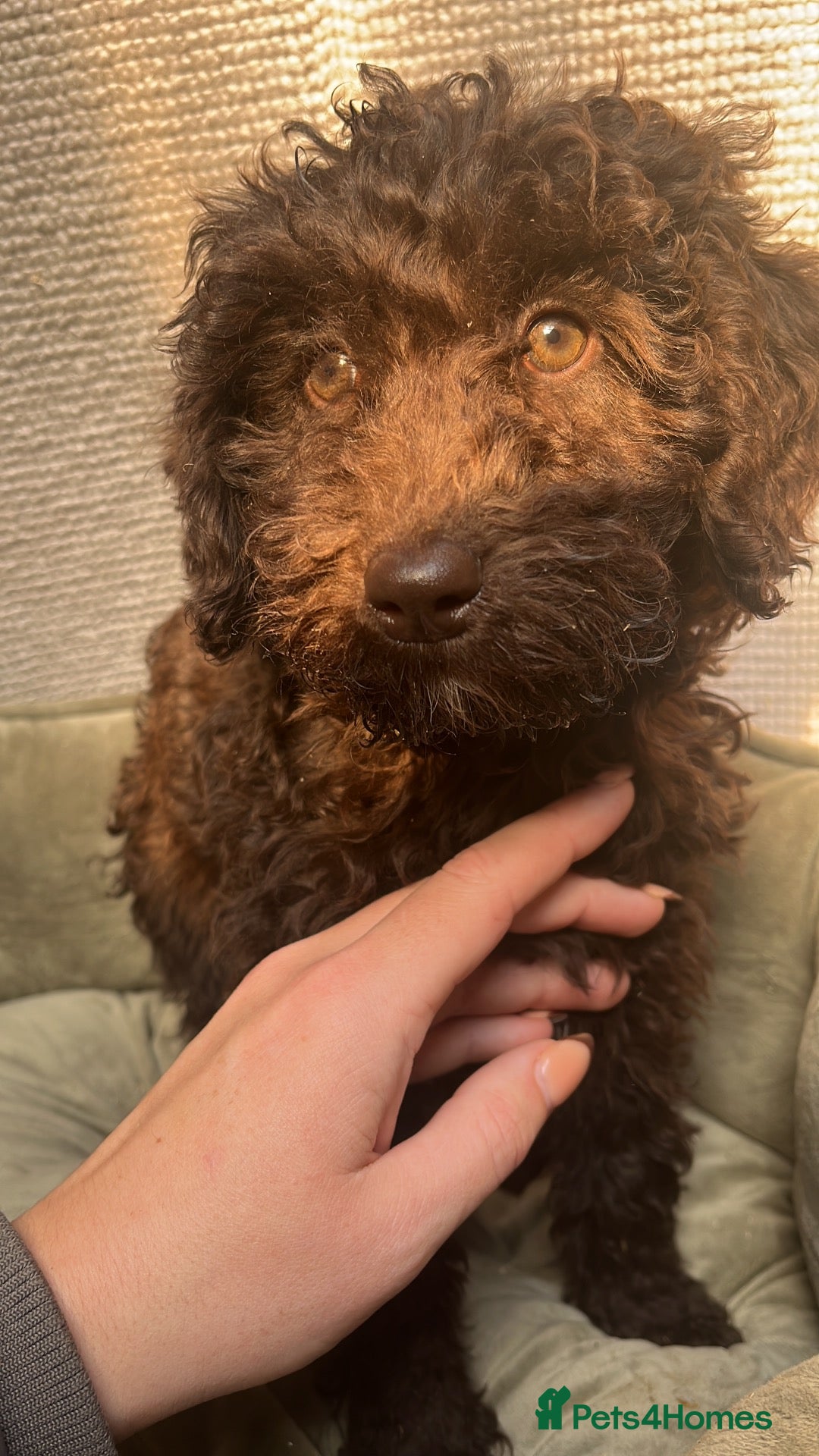 Cockapoo dogs Gorgeous cockapoos f2b  - Advert 3