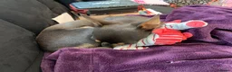 Chihuahua dogs for sale: Pedigree Teacup Chihuahua for Rehoming  - Advert 19