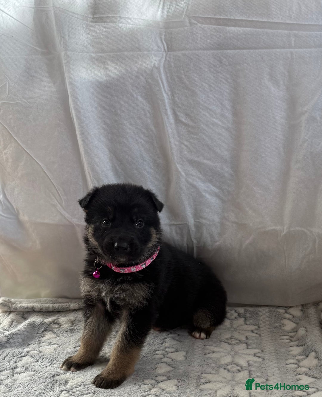 German Shepherd dogs for sale: KC Registered & Bred From Health Tested Parents  - Advert 36