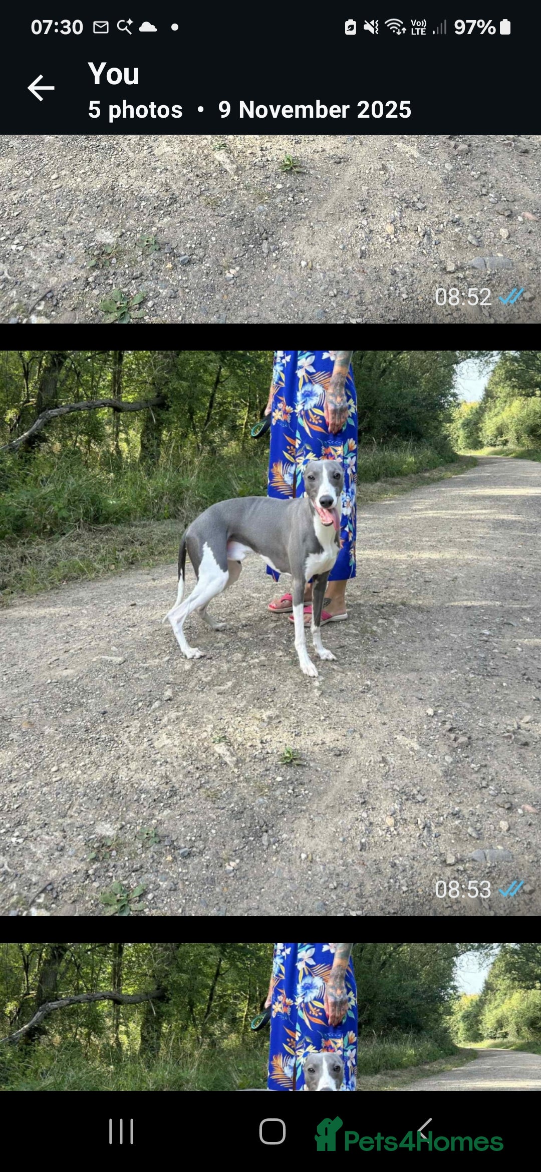 Whippet dogs for sale: KENNEL CLUB WHIPPETS  - Advert 9