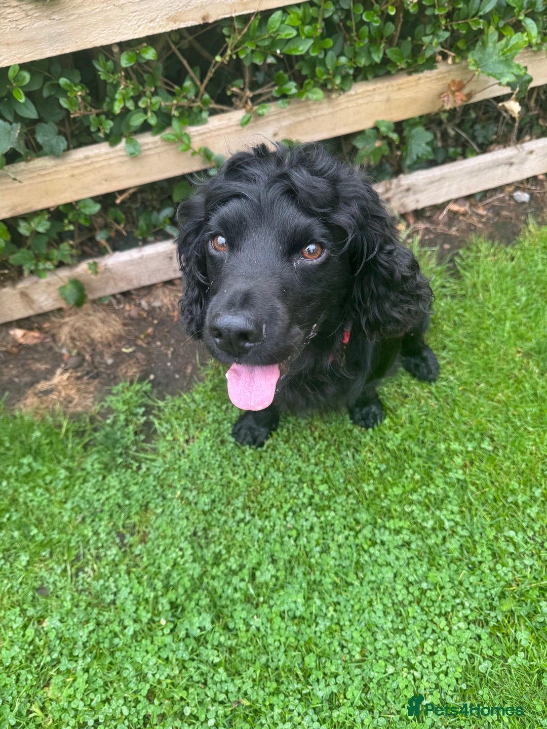 Cocker Spaniel dogs for stud: Working bread cocker spaniel  - Image 2