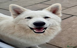 Golden Shepherd dogs for stud: WHITE GSD STUD. KC REG. HEALTH TESTED - Image 4