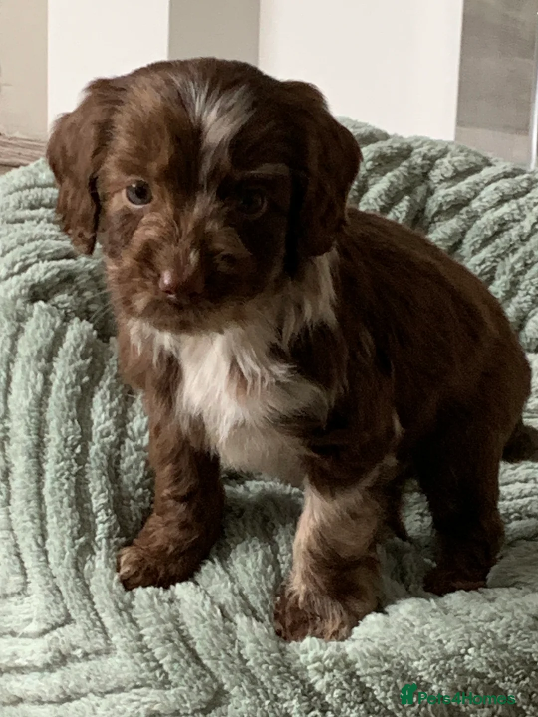 Cockapoo dogs for sale: Healthy toy poodle companions  - Advert 27