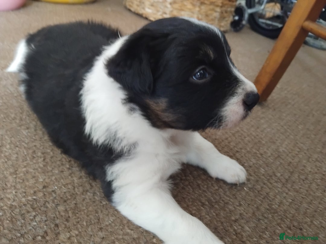 Border Collie dogs for sale: Border Collie 3/4 Kelpie 1/4 puppies - Image 3