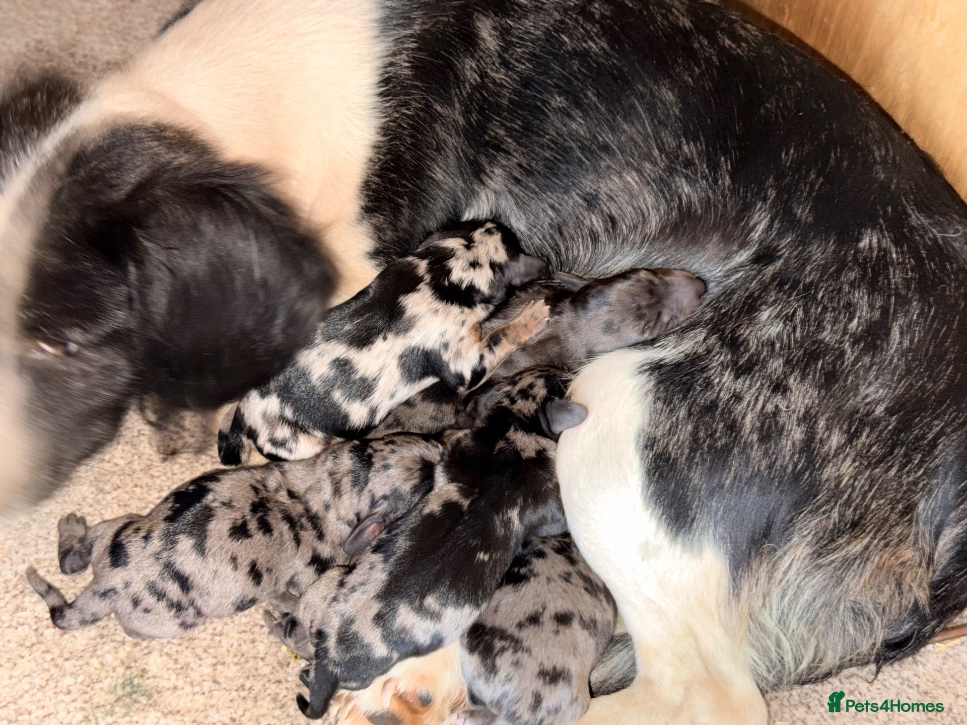 Mixed Breed dogs My beautiful Jack Russell X dachshund pups.  - Advert 2