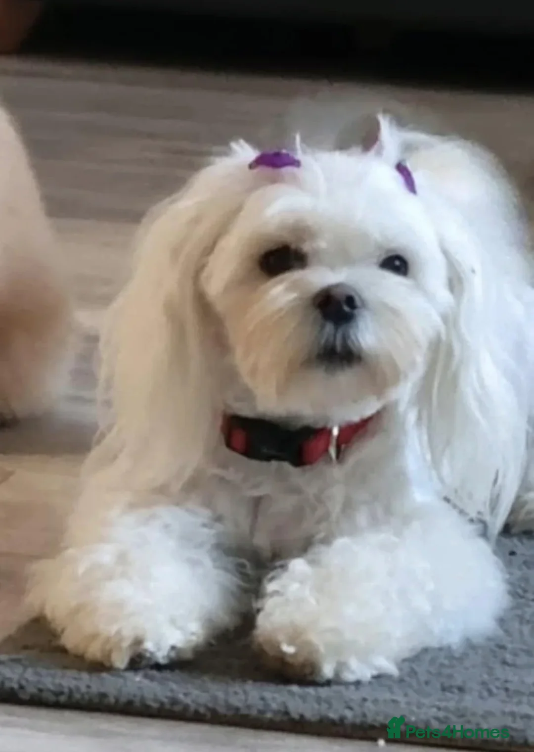 Maltipoo dogs for sale: Maltipoo - Advert 2