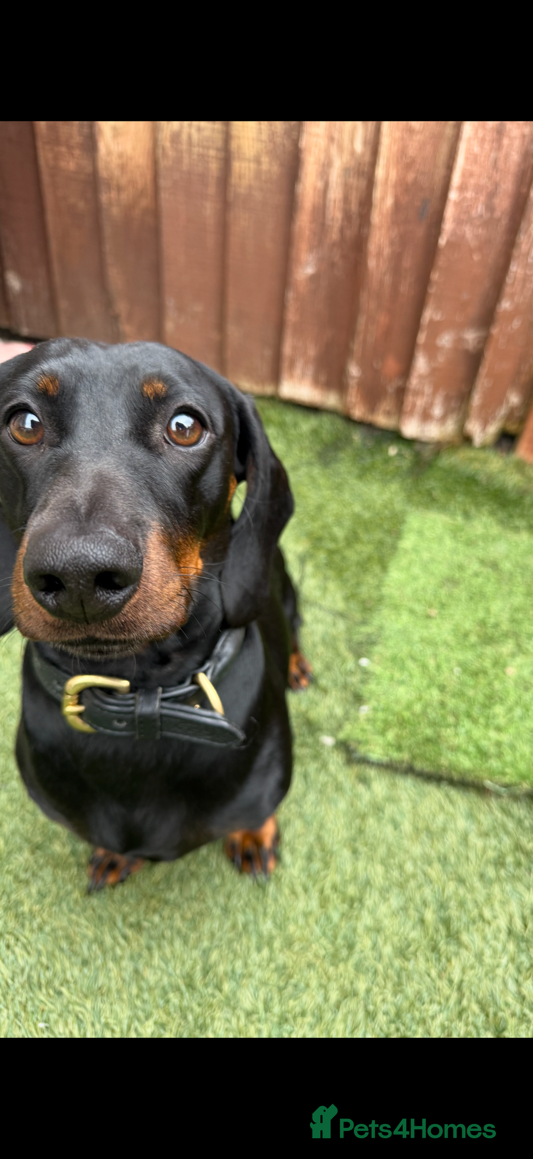 Mixed Breed dogs for sale: Litter of Jackapoo cross Dachshund puppies  - Image 8