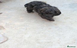 Mixed Breed dogs for adoption: Tucker is looking for a home with another dog  - Image 4