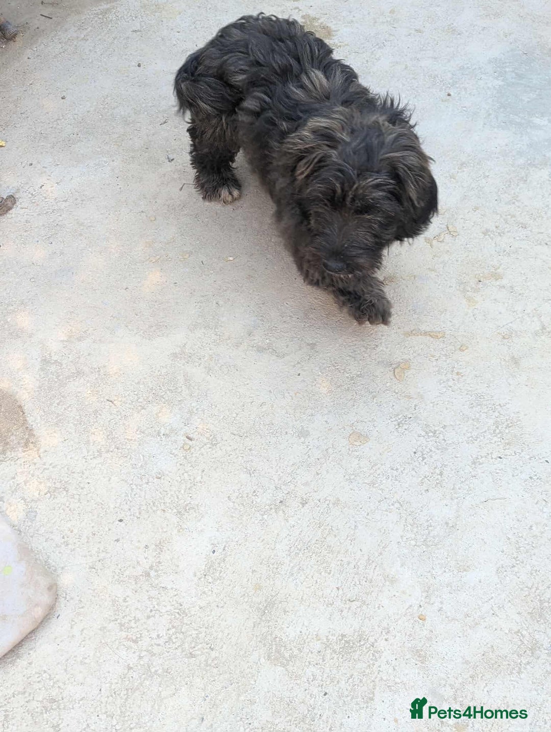 Mixed Breed dogs for adoption: Tucker is looking for a home with another dog  - Image 4