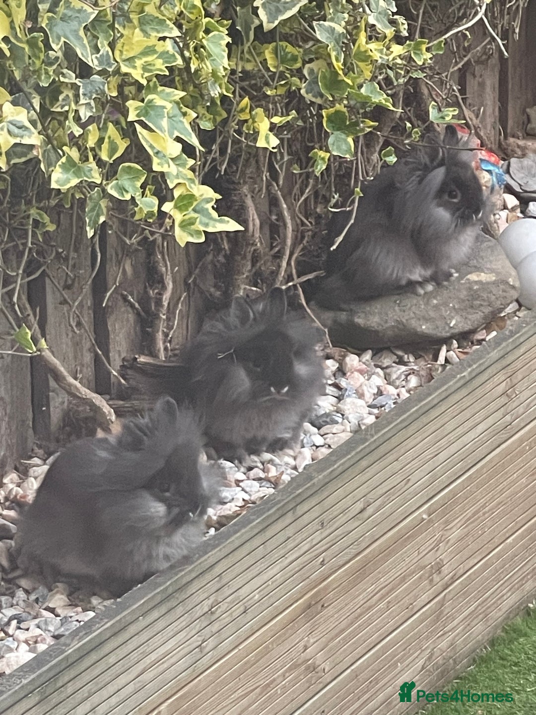 Netherland Dwarf rabbits for sale: Netherland Dwarf / Miniture Lionhead babies - Image 9