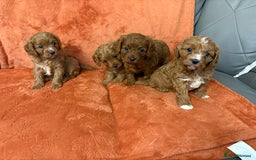 Cavapoo dogs for sale: 4 F1 Cavapoo puppies  - Image 14