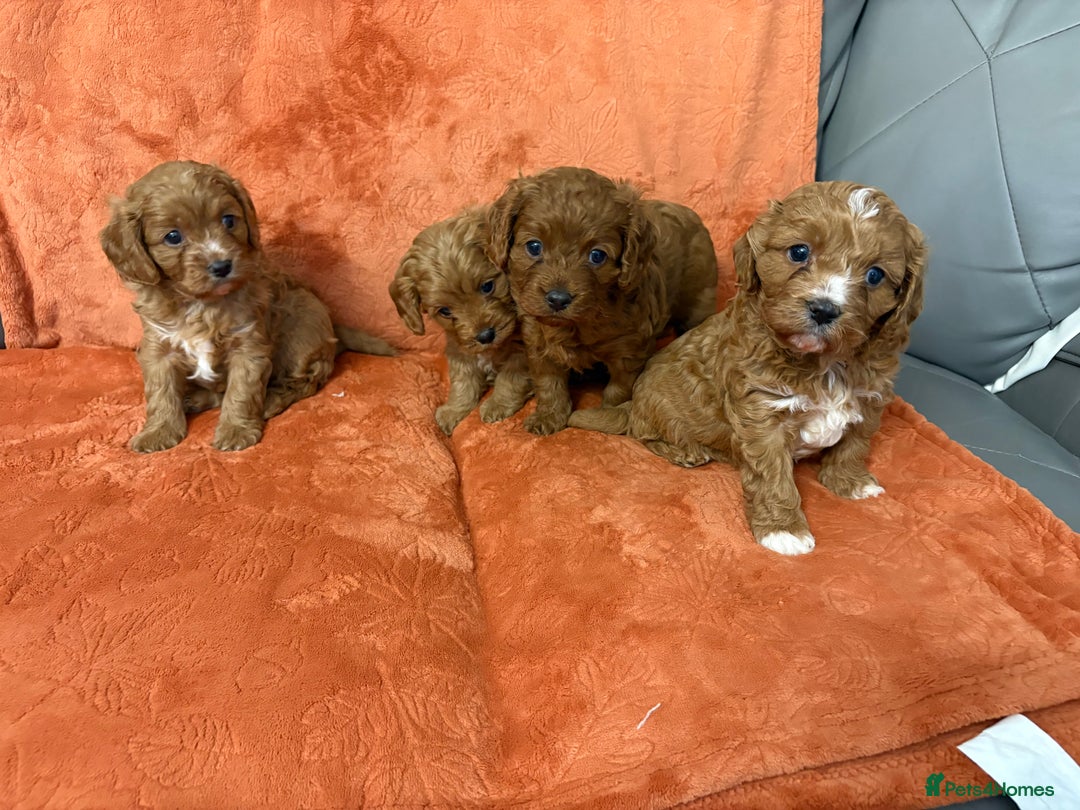 Cavapoo dogs for sale: 4 F1 Cavapoo puppies  - Image 14