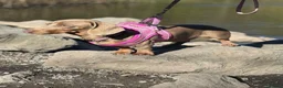 Miniature Dachshund dogs for sale: Miniature daschund  - Advert 7