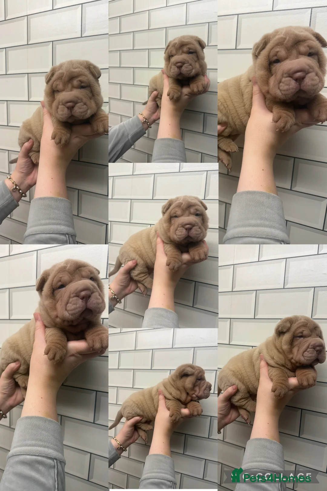 Shar Pei dogs for sale: ✨🐾 Cream Bear Coat Shar Pei Girl Available 🐾✨ - Advert 19