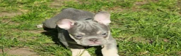 French Bulldog dogs for sale: Probably the best litter of Frenchies in the UK - Advert 14
