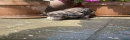 Cockapoo dogs for sale: Beautiful Litter of F1B Cockapoos🐶 - Advert 31