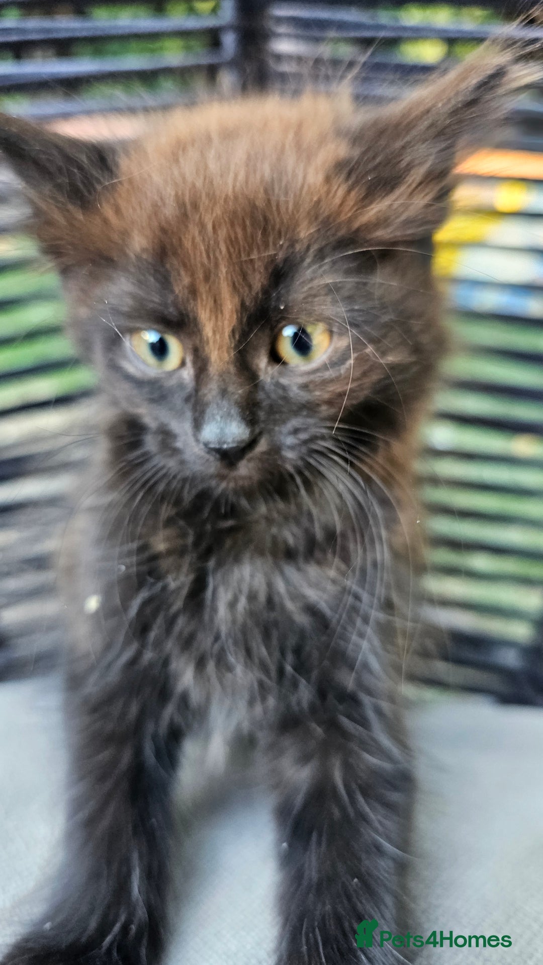 Mixed Breed cats for sale:  🐾 Adorable Kittens Ready for Loving Homes 🐾 - Image 20