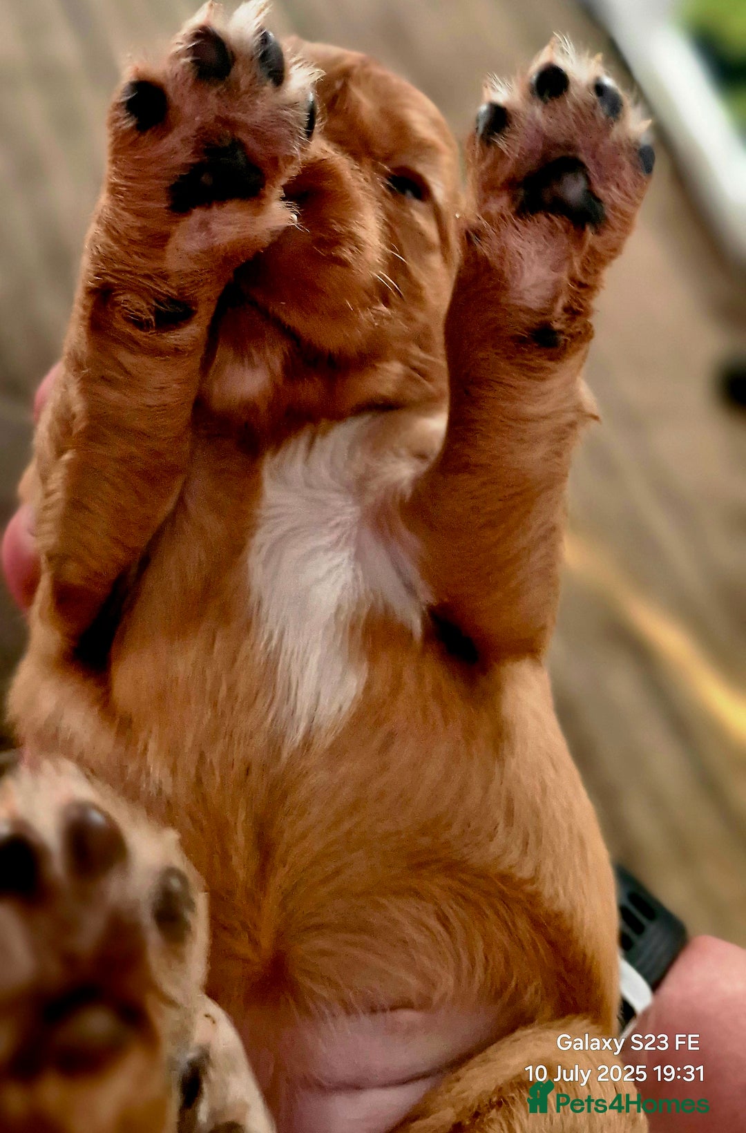 Cocker Spaniel dogs for sale: Cocker Spaniel puppies - Image 12