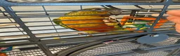 Conures birds for sale: Friendly 7 month old green cheek conure - Advert 4