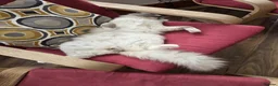 Ragdoll cats for stud: GCCF Active Blue Point Mitted Ragdoll Stud - Advert 5