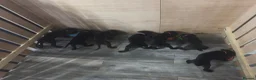 Cane Corso dogs for sale: Cane Corso puppies ready to leave  in Nelson - Advert 12