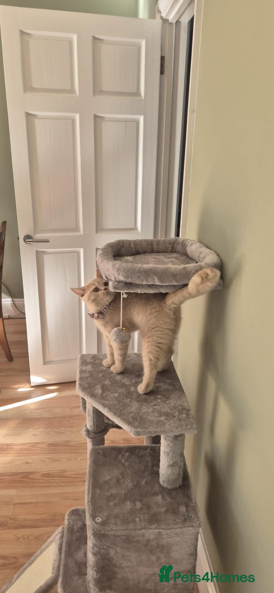 British Shorthair cats 🩷 Ready To Leave Beautiful Cream BSH girli 🩷  - Advert 1