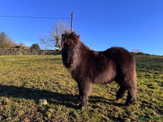Shetland pony horses Miniature Shetland colt, Blue roan - Advert 1