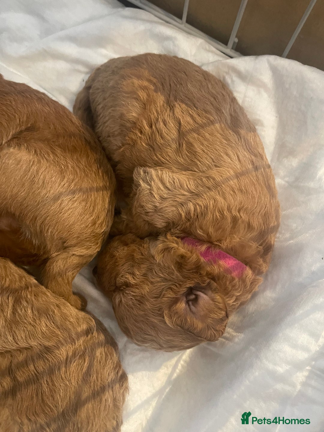 Toy Poodle dogs for sale: Toy poodle puppies  - Image 5