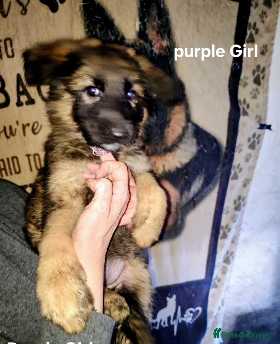 German Shepherd dogs for sale:  5th Generation German Shepherd puppies - Advert 14