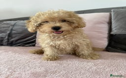 Toy Poodle dogs for sale: READY TO LEAVE Adorable Toy Poodles - Image 7