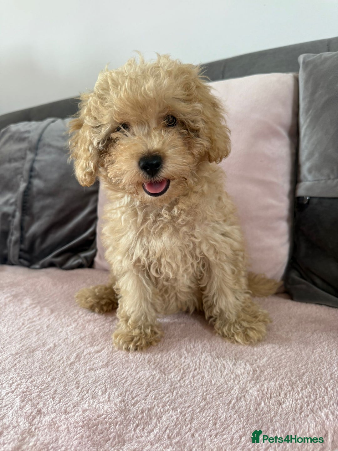 Toy Poodle dogs for sale: READY TO LEAVE Adorable Toy Poodles - Image 7