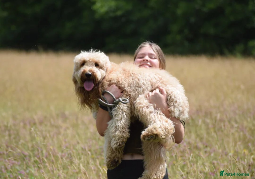 Labradoodle dogs for sale: ⭐️Miniature Multigen Labradoodle Puppies⭐️ - Advert 16
